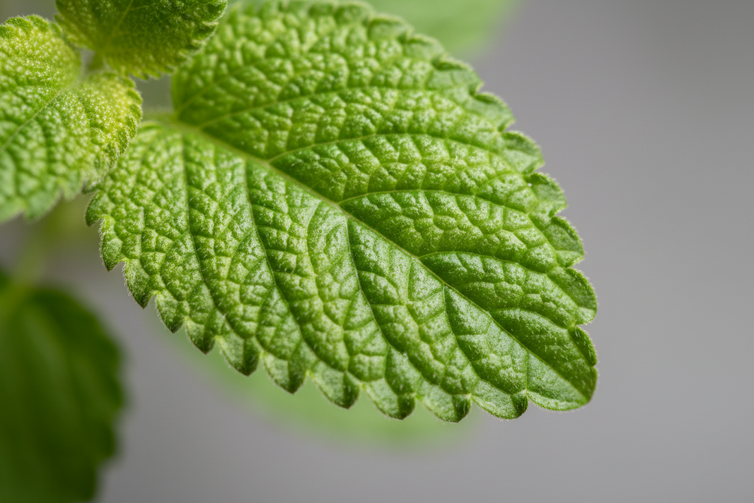 Lemon Balm: The underrated herb for anxiety